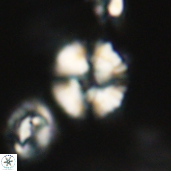 Heliolithus nefroeidis 66199