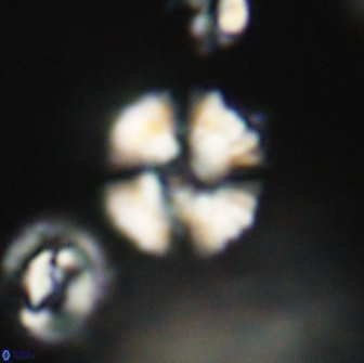 Heliolithus nefroeidis 66192