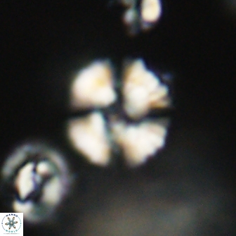 Heliolithus nefroeidis 66192