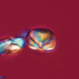 Heliolithus nefroeidis 66209