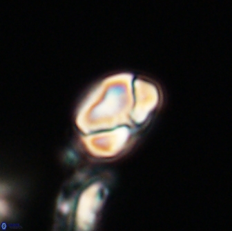 Heliolithus nefroeidis 66200