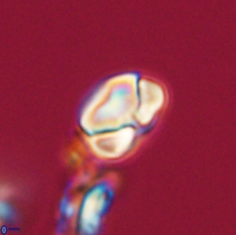 Heliolithus nefroeidis 66201