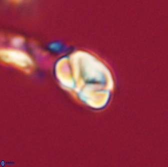 Heliolithus nefroeidis 66202