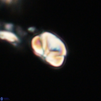 Heliolithus nefroeidis 66203