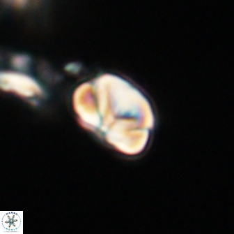 Heliolithus nefroeidis 66203