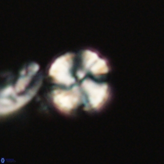 Heliolithus nefroeidis 66215