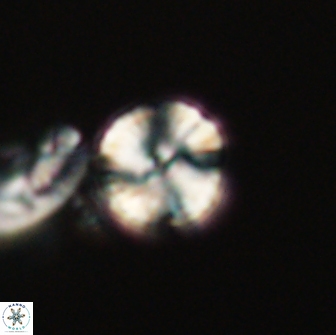 Heliolithus nefroeidis 66215