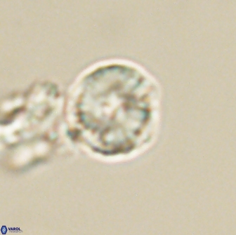 Heliolithus nefroeidis 66217