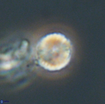 Heliolithus nefroeidis 66218