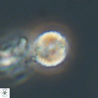 Heliolithus nefroeidis 66218