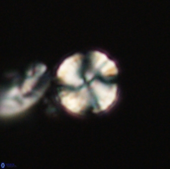 Heliolithus nefroeidis 66212