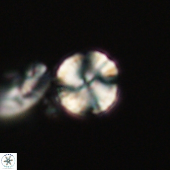 Heliolithus nefroeidis 66212