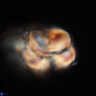 Heliolithus nefroeidis 66226