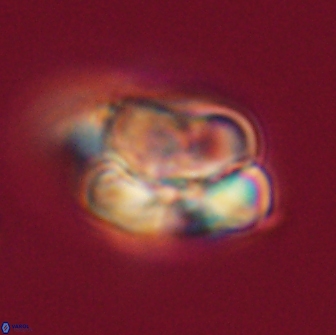 Heliolithus nefroeidis 66228