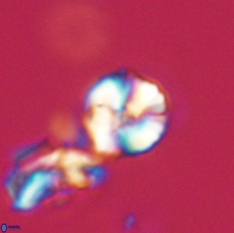 Heliolithus nefroeidis 66220