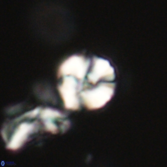 Heliolithus nefroeidis 66221