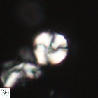 Heliolithus nefroeidis 66221
