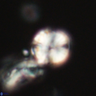 Heliolithus nefroeidis 66222