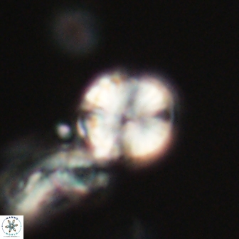 Heliolithus nefroeidis 66222