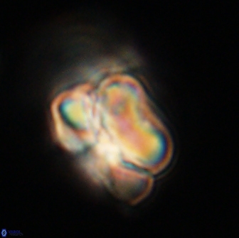 Heliolithus nefroeidis 66234