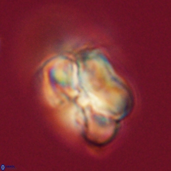 Heliolithus nefroeidis 66235