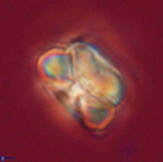 Heliolithus nefroeidis 66236