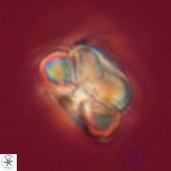 Heliolithus nefroeidis 66236
