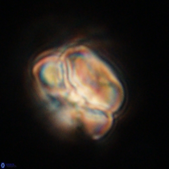 Heliolithus nefroeidis 66238