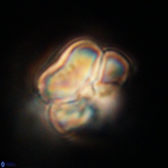 Heliolithus nefroeidis 66230