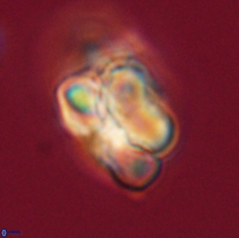 Heliolithus nefroeidis 66232