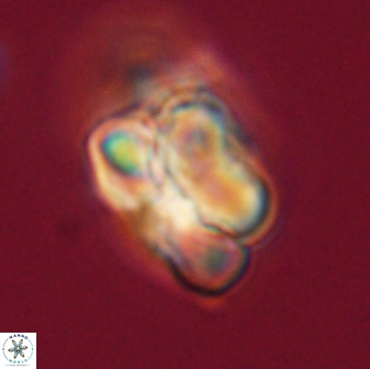 Heliolithus nefroeidis 66232