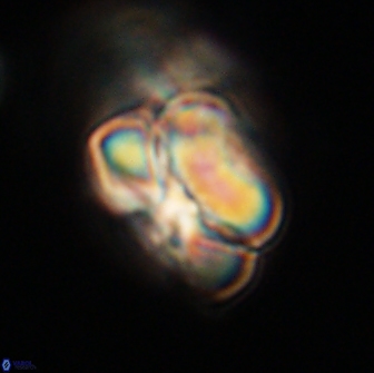 Heliolithus nefroeidis 66233