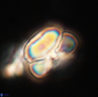 Heliolithus nefroeidis 66247