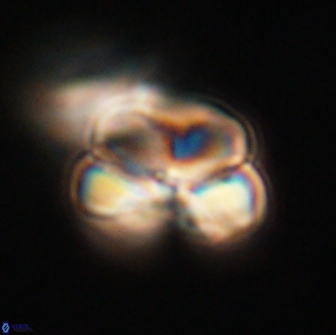 Heliolithus nefroeidis 66248