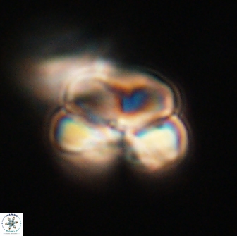 Heliolithus nefroeidis 66248