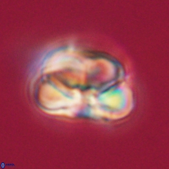 Heliolithus nefroeidis 66249