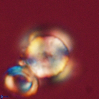 Heliolithus nefroeidis 66241