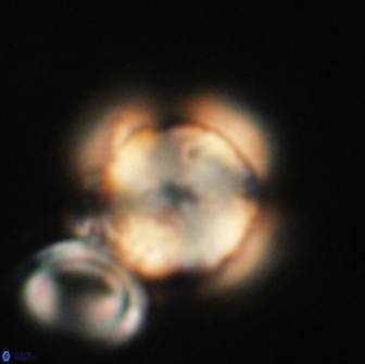 Heliolithus nefroeidis 66242