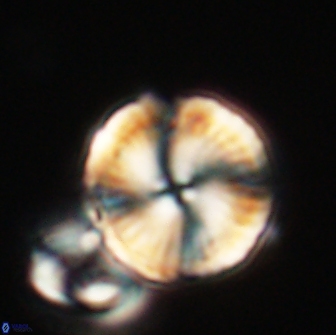 Heliolithus nefroeidis 66243