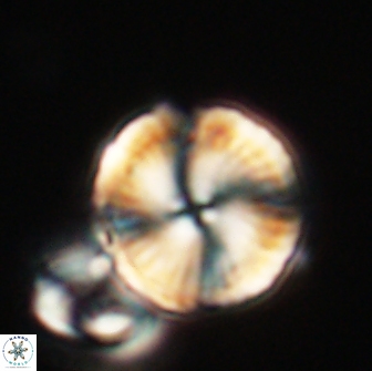 Heliolithus nefroeidis 66243
