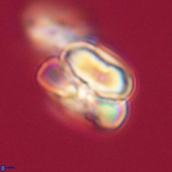 Heliolithus nefroeidis 66254