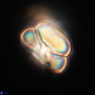 Heliolithus nefroeidis 66255