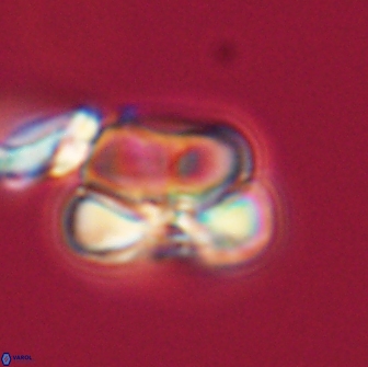 Heliolithus nefroeidis 66250