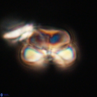 Heliolithus nefroeidis 66251