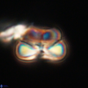 Heliolithus nefroeidis 66252