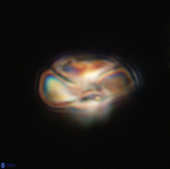 Heliolithus nefroeidis 66554