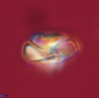 Heliolithus nefroeidis 66555