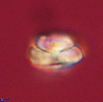 Heliolithus nefroeidis 66556