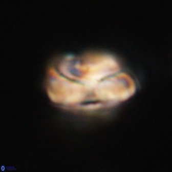 Heliolithus nefroeidis 66557