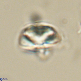 Heliolithus nefroeidis 66558